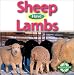 Sheep Have Lambs (Animals and Their Young)