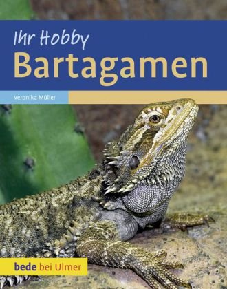 bede bei Ulmer Bartagamen