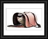 Framed Print of LA-5728 Cat - Birman kitten in studio in cat carrying bag from Ardea