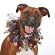 Aria Halloween Sparkle Dog / Cat Scrunchy
