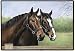 Caroline's Horses Doormat Caroline Cook Fiddler's Elbow