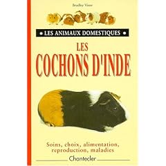 Les cochons d'indes