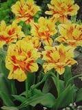 Monsella Tulips : 5 Bulbs