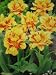 Monsella Tulips : 5 Bulbs