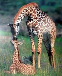Mother Giraffe and baby Giraffe