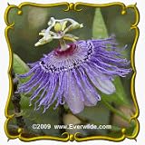 Purple Passion Flower (Passiflora incarnata) Jumbo Wildflower Seed Packet 15 Seeds