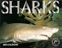 Sharks: 2001