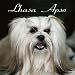 Lhasa Apso 2000 Calendar