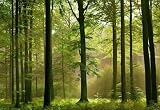 Autumn Forest 216 Wall Mural