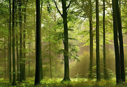 Scandecor 216 Autumn Forest Wall Mural