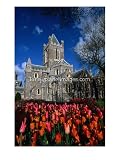Christ Church Cathedral Surrounded by Tulips in Bloom, Dublin, County Dublin, Ireland, Leinster, Temples & Churches Photographic Poster Print by Martin Moos, 18x24