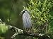 Yellow Crowned Night Heron, Nyctanassa Violacea, on a Branch Photographic Poster Prin...