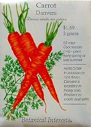 Carrot Danvers Heirloom Seeds 300 Seeds