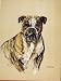BULLDOG HOUND DOG COLOR FINE ART SKETCH DRAWING c1938