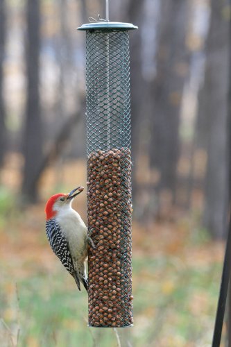 Birds Choice Peanut Magnet - Green