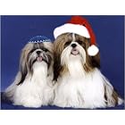 Pet Star Interfaith Cards - Shih-tzus by  Pet Star Photography