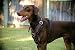 Dean & Tyler Leather Dog Harness Large - Brown - Handmade From High Quality Leather - For Large Dogs Like Large Amstaff, Large German Shepherd, Rotweiler, Doberman - Also Available in Black! Contact Us to Get a Different Color!!