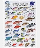 Fish Identification Cards - Reef Fish Bahamas - 9 x 6