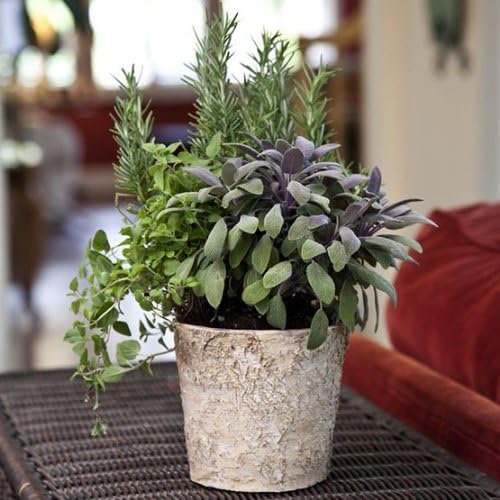 Herb Trio in Birch Bark Container - Chef's Edible Herbs - Live Plant - Green Gift - Live Herbs - Ready to Eat - Grow Your Own Herbs - Green Gift - Ships via 2 Day Air!