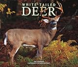 White-tailed Deer 2007 Deluxe Calendar