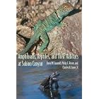 Click here to buy Amphibians, Reptiles, and Their Habitats at Sabino Canyon (The Southwest Center Series) by David W. Lazaroff, Philip C. Rosen, and Charles H. Lowe.