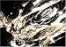BLOOMY GIRLS 別画像