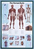 Safari LTD The human body poster laminated 51J8vWswGmL. SL160 Safari LTD The human body poster laminated