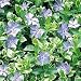 Variegated Vinca