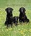 Labrador Retrievers 2005 Weekly Engagement Calendar