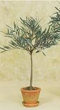 18 OLIVE SM TOPIARY 2PC.