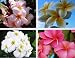 Set of 4 100% Hawaiian Plumeria (Frangipani) Plant Cuttings....From a PEST-FREE certified Hawaiian nursery with the proper U.S. Department of Agriculture stamp.