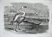 1869 FLAMINGOES PELICAN DUIKERS SANDWICH HARBOUR AFRICA