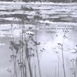 The River Only Bring Poison