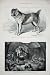 1879 SHERE ALLI AFGHAN MASTIFF DOG SHOW GIPSY MITCHAM