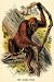 Canvas Print, The Orang-utan - 20 x 30