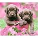 Puppies by Keith Kimberlin 2009 Boxed Calendar