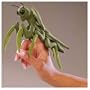 Folkmanis Puppet Mini Praying Mantis