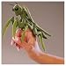 Folkmanis Puppet Mini Praying Mantis