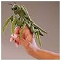 Mini Praying Mantis