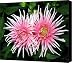Dahlia Duo Canvas Print / Canvas Art - Artist Will Borden