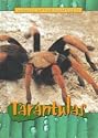 Tarantulas (Animals of the Rainforest)