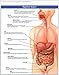 Renew Your Life: Improved Digestion and Detoxification
