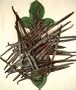 Premium Bourbon-Madagascar Vanilla Beans - 16 beans