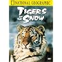 National Geographic's Tigers of the Snow