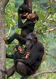 Kristin Mosher (Chimps) Art Poster Print - 16