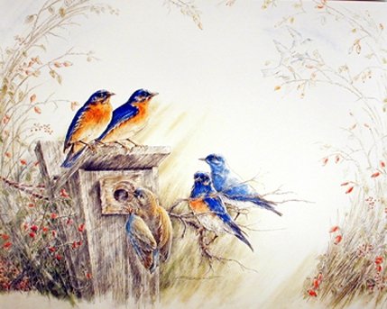 Bluebird House Bird Animal Fine Wall Decor Art Print Poster (8x10)