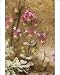 Photographic Prints of Dittany; source of a popular herbal tea from Ardea Wildlife Pets