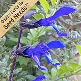 150 Seeds, Sage "Sapphire Blue" (Salvia farinacea) Seeds By Seed Needs
