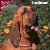2009 Bloodhound Wall Calendar