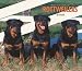   - Rottweilers, For the Love of 2008 Deluxe Wall Calendar